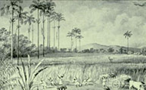 Cutting cane 1823