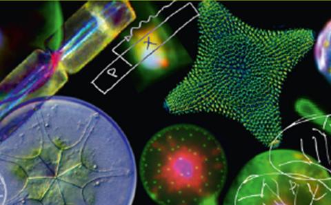 Diatom photoreceptors