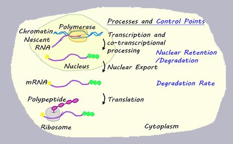 Transcriptions and RNA Fate