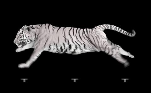 White tiger