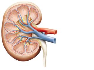 Kidney