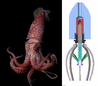 Squid