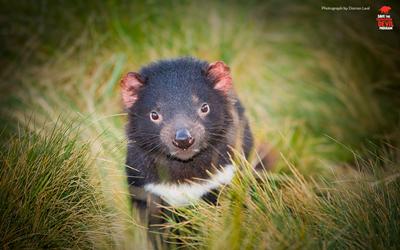 Tasmanian Devil