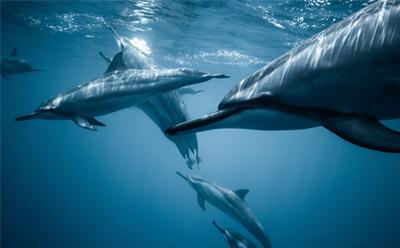 Dolphins swimming in the sea