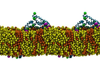 Protein aggregation