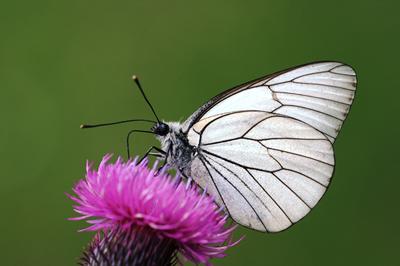 Black veined white butterfly