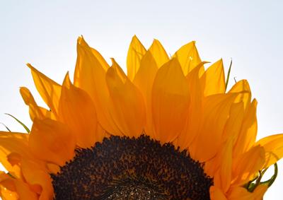 Sun - Victoria Day-Wilson