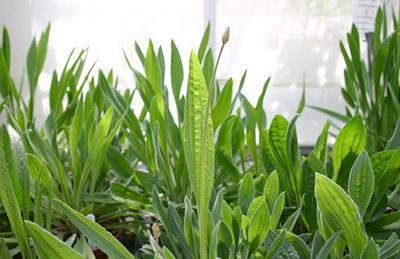 Plantago lanceolata