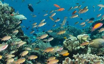 Life below water