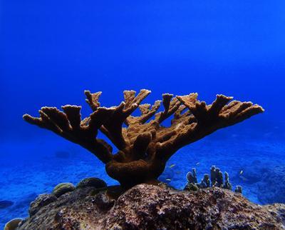 Coral reef