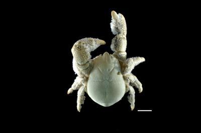 Kiwa tyleri, Antarctic Yeti Crab