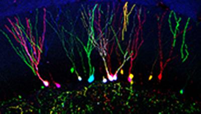 New cell marking technique 