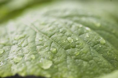 Image of a leaf