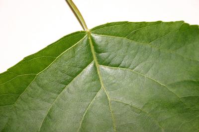 Poplar