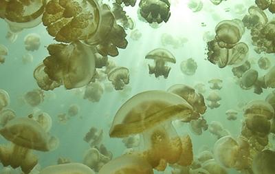 Jellyfish
