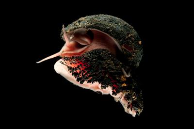 Scaly-foot snail