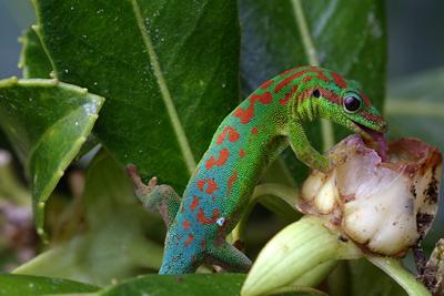 A gecko pollinates a plant.