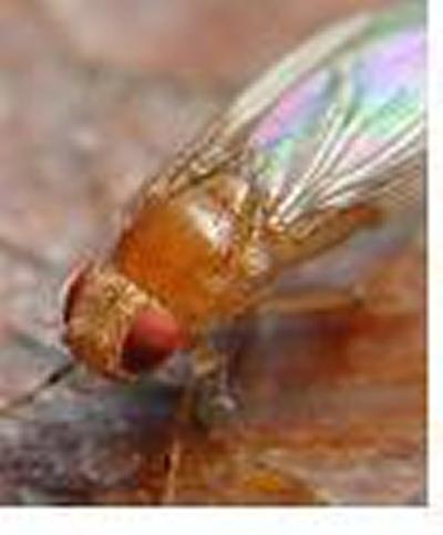 Drosphila