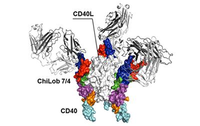 Concentrated CD40