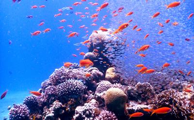 Red Sea coral reef