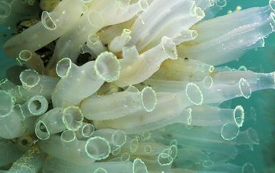 Ciona intestinalis