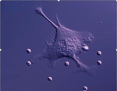 Macrophages