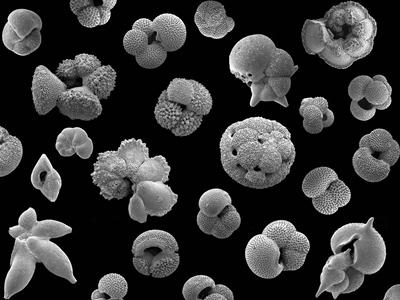 Microfossils