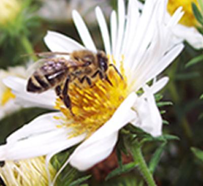 Honeybee forager
