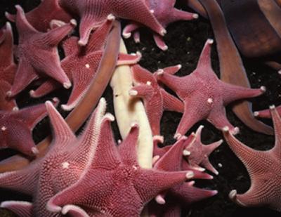 Aggregation of seastars