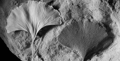 Studying ancient sea fossils