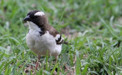 White-browed Sparrow-weaver