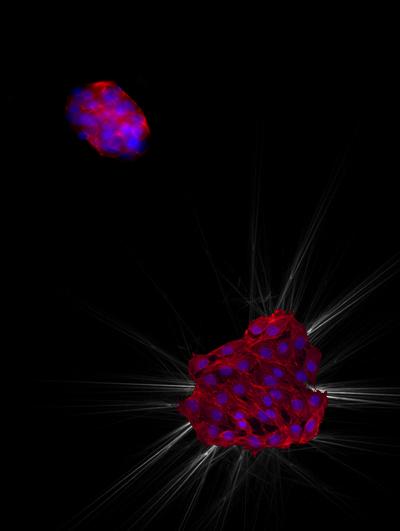 Colonies of cells mechanosense