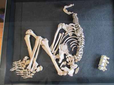 Iron Age Bones