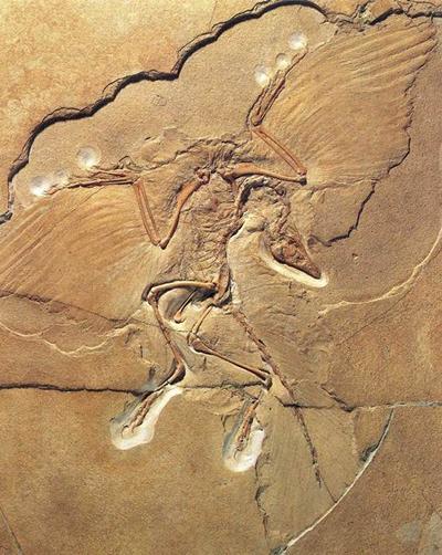 Vertebrate Palaeontology