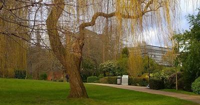 Highfield Willow.jpg