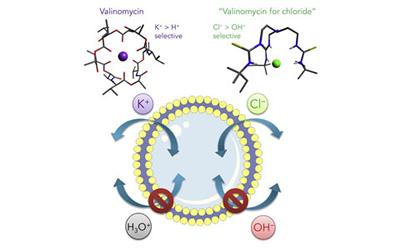 Anion transporters 