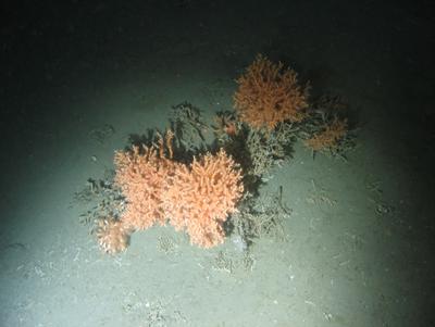 Healthy cold water coral