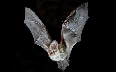 Grey long-eared bat