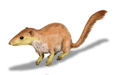 Early mammal