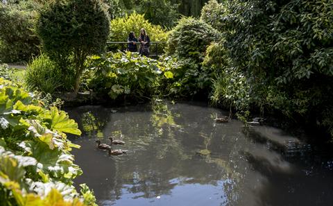Pond with ducks in spring