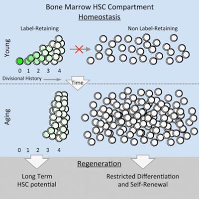 Bone Marrow HSC Compartment