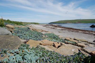 Shingle habitat covered in Oysterpl