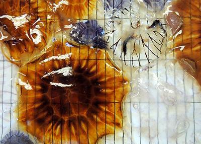 Jellyfish from the North Sea