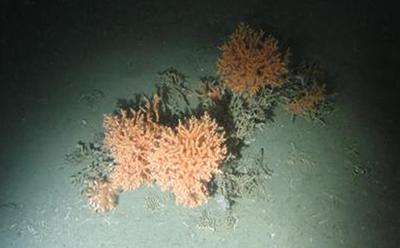 Underwater coral in a spot light
