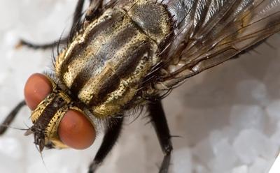 fruit fly