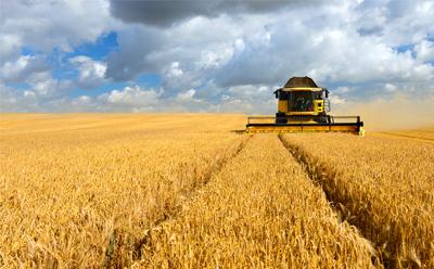 Combine harvester in a field