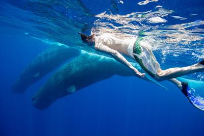 Philip Hoare swimming with whales