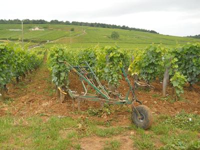 Cart in Burgundy Vineyards
