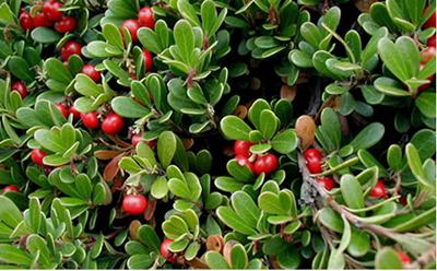 Bearberries