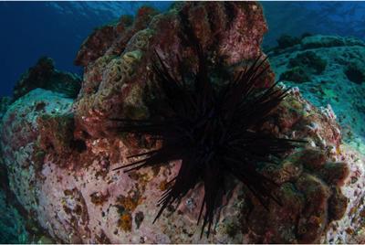 Marine species adapting to change